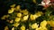 Flying worker bee collects nectar from field of yellow flowers. Spring nature background. Closeup. Slowmotion