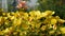 Flying worker bee collects nectar from field of yellow flowers. Spring nature background. Closeup. Slowmotion
