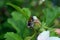 Flying worker honey bee with bee pollen feeding on flower, Big white balls of collected packed pollen on honeybee`s leg