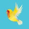 Flying yellow peach faced lovebird. The background is blue.