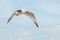 Flying young seagull