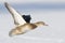 Flyng Mallard Duck