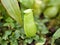 Flytrap Predatory Carnivorous monkey cups plant, tropical pitcher plants ,Nepenthes mirabilis Ventrata