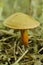 A flywheel mushroom growing in the forest. Mushroom picking. Forest mushrooms