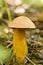 A flywheel mushroom growing in the forest. Mushroom picking. Forest mushrooms