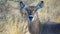 A fmale Waterbuck Antelope seen on a safari in South Africa
