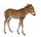 Foal (4 weeks old)