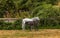 Foal baby horse nursing from mare mother horse sucking in her teets for milk