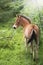 Foal in backlight