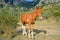 The foal basks in the sun in the valley of ghosts in the vicinity of Alushta