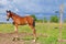 Foal behind electric fence