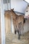 Foal birth in the horse stable