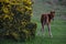 Foal in Dartmoor