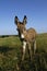 Foal donkey (Equus africanus f. asius)