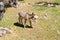 foal, donkey, Equus asinus, Equus africanus asinus with foal grazes on home farm in mountains pastures on sunny day, freight