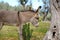 foal, donkey, Equus asinus, Equus africanus asinus with foal grazes on home farm in mountains pastures on sunny day, freight