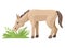 Foal or a donkey grazes in a meadow, eats grass. Vector character.