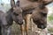 foal, donkey with mom, Equus asinus, Equus africanus asinus with foal grazes on home farm in mountains pastures on sunny day,