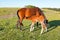 Foal drinking from mare on a summer pasture