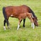 Foal drinks from mare in green grassy meadow sq