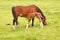 Foal drinks from mare in meadow