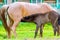 A foal drinks milk from a horse