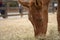 Foal eating grass