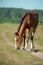 Foal is eating grass