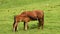 Foal eats milk from horse mare