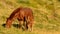 Foal feeds from brown mare on pasture