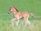 Foal in field