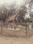 Foal giraffe zebra herbivorous working animal
