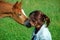 Foal and girl