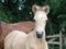 Foal Head Shot