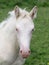 Foal Head Shot