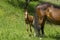 Foal hiding behind mom`s back on a spring pasture