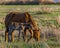 The foal with his mother.