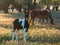 The foal with his mother.