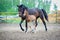 Foal with his mother-mare walks in paddock