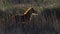 Foal, horse in back light