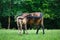 Foal horse with her mother