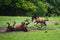 Foal horse with her mother