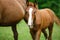 Foal horse with her mother