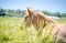 Foal horse laying in the meadow in summer landscape