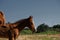 Foal horse in Texas ranch field