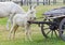 Foal of hungarian white baroque donkey