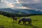 A foal and its mother in a sunset in Natural park of Urkiola