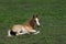 Foal lies in the meadow