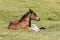 Foal lies on the meadow in the Pyrenees of Andorra