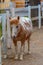 Foal of Lipizzan horses in Slovenian village Lipica